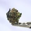 NTK Untrimmed Smalls - Hash Burger