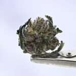 NTK Untrimmed Smalls - Hash Burger