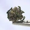 NTK Untrimmed Smalls - Hash Burger