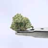 Sour Animal Smalls