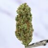 Sour Tangie