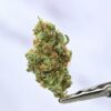 Sour Tangie