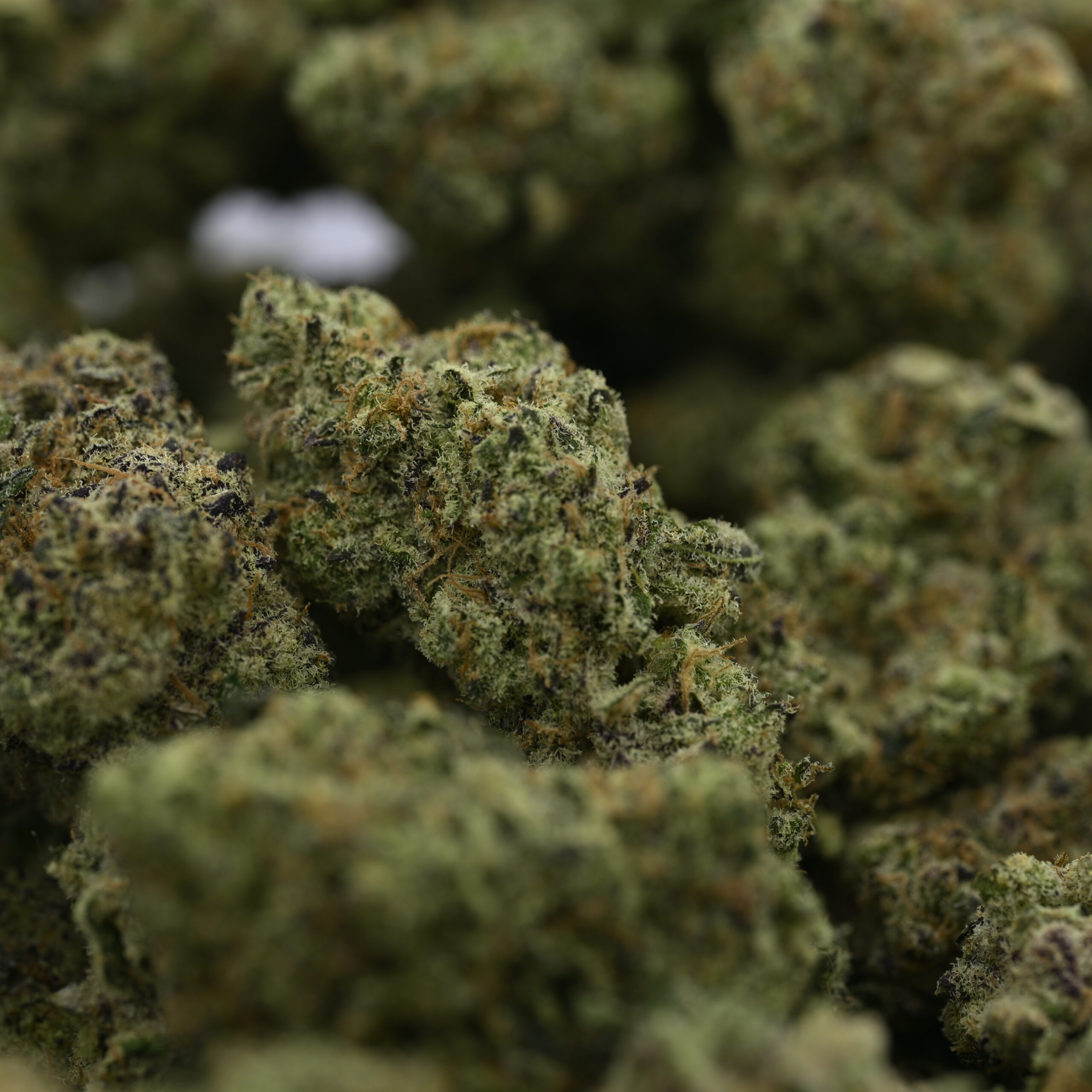 Sour Blueberries