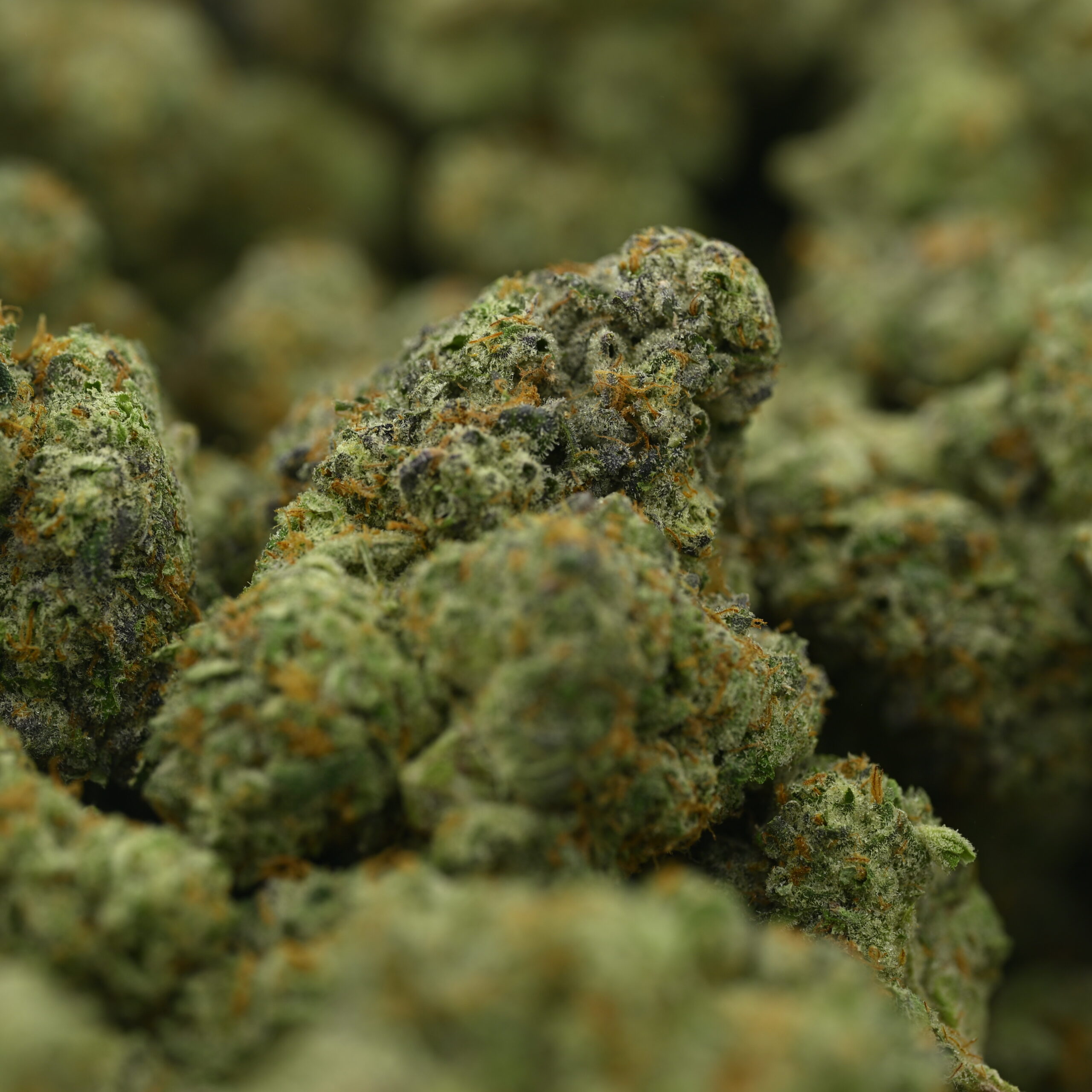 Yacht Club loose – Chem I95