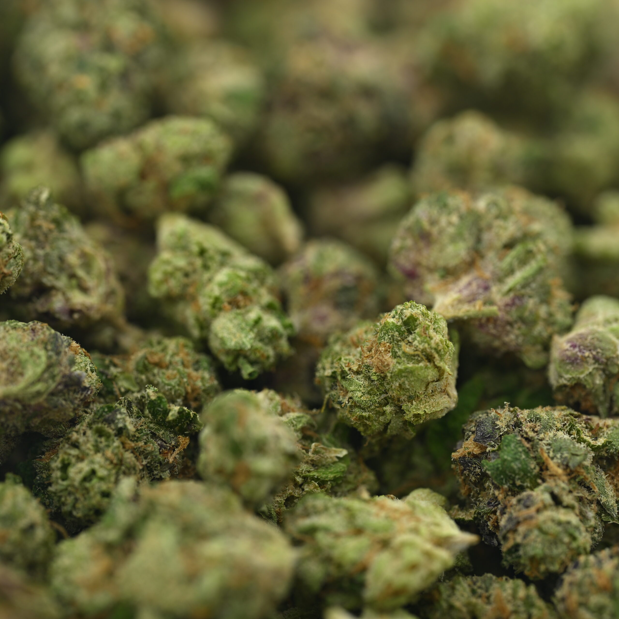 Seed Junky – Sherb x Malibu x Zkittlez Smalls