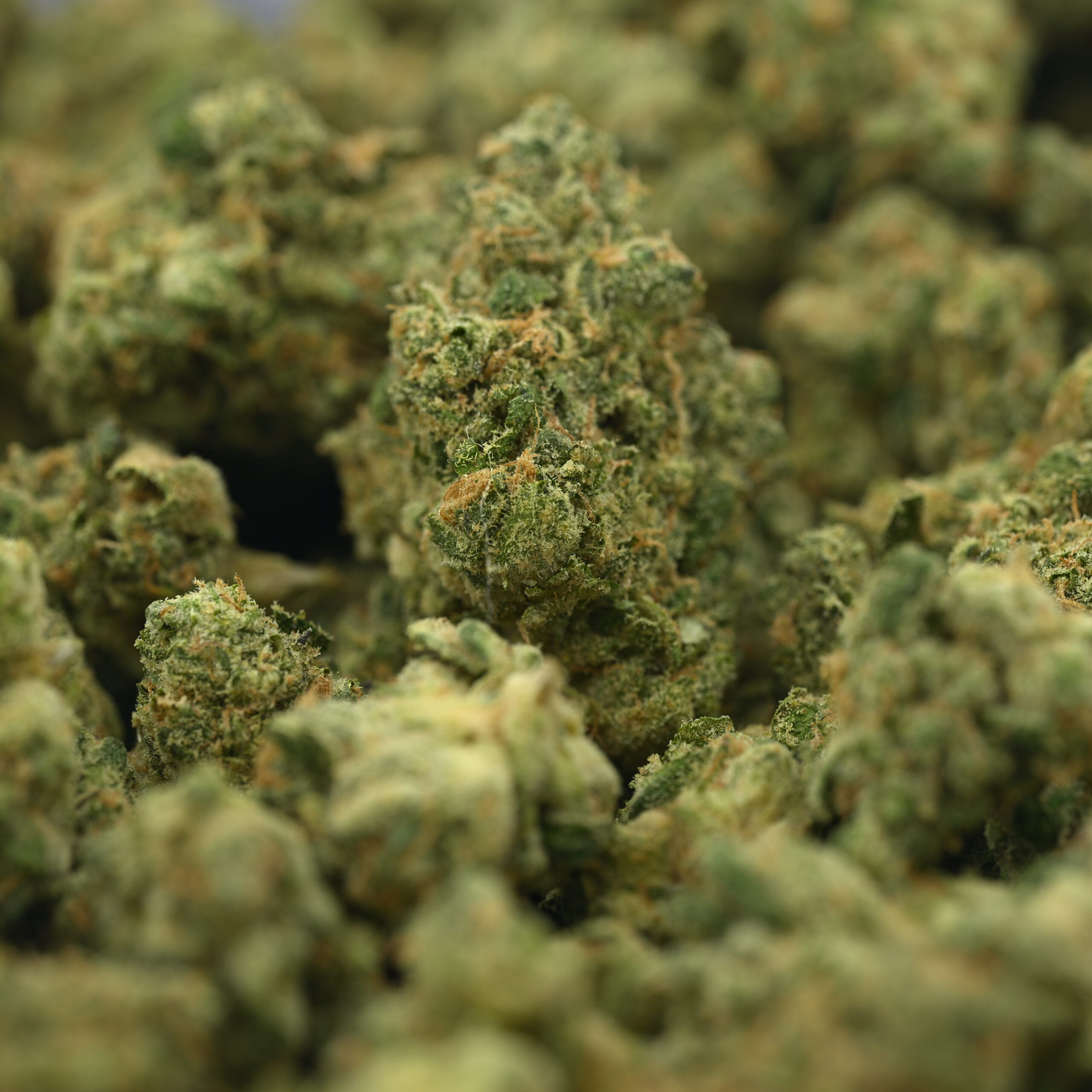 Seed Junky – Malibu x Lemon Z