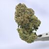 Stacked from 31 images. Method=C (S=1) Seed Junky – Blue Zushi x Sour Diesel
