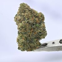 Seed Junky – Blue Zushi x Sour Diesel