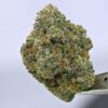 Yacht Club loose - Chem I95
