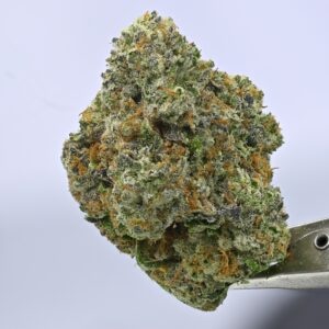 Yacht Club loose - Chem I95