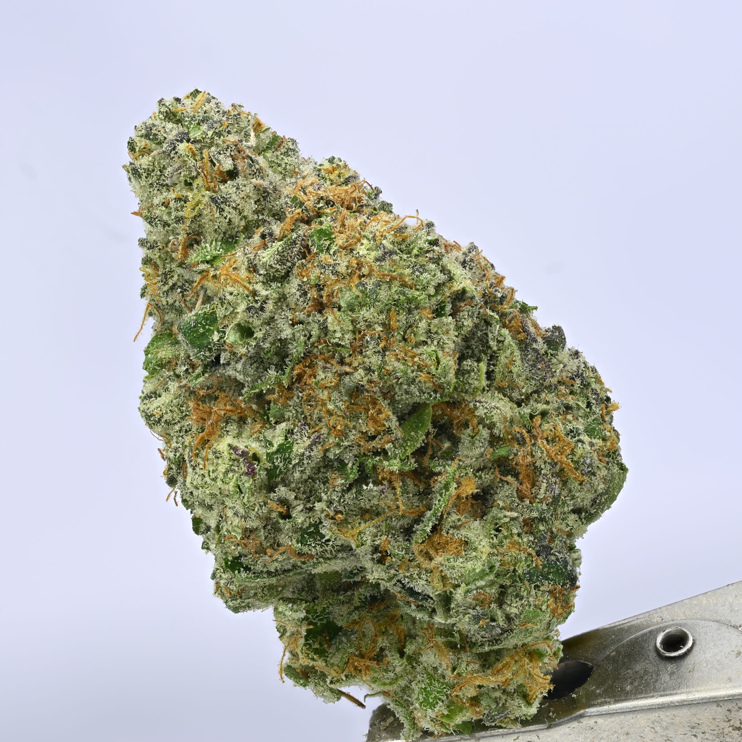Yacht Club loose – Chem I95