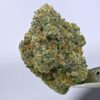 Yacht Club loose - Chem I95
