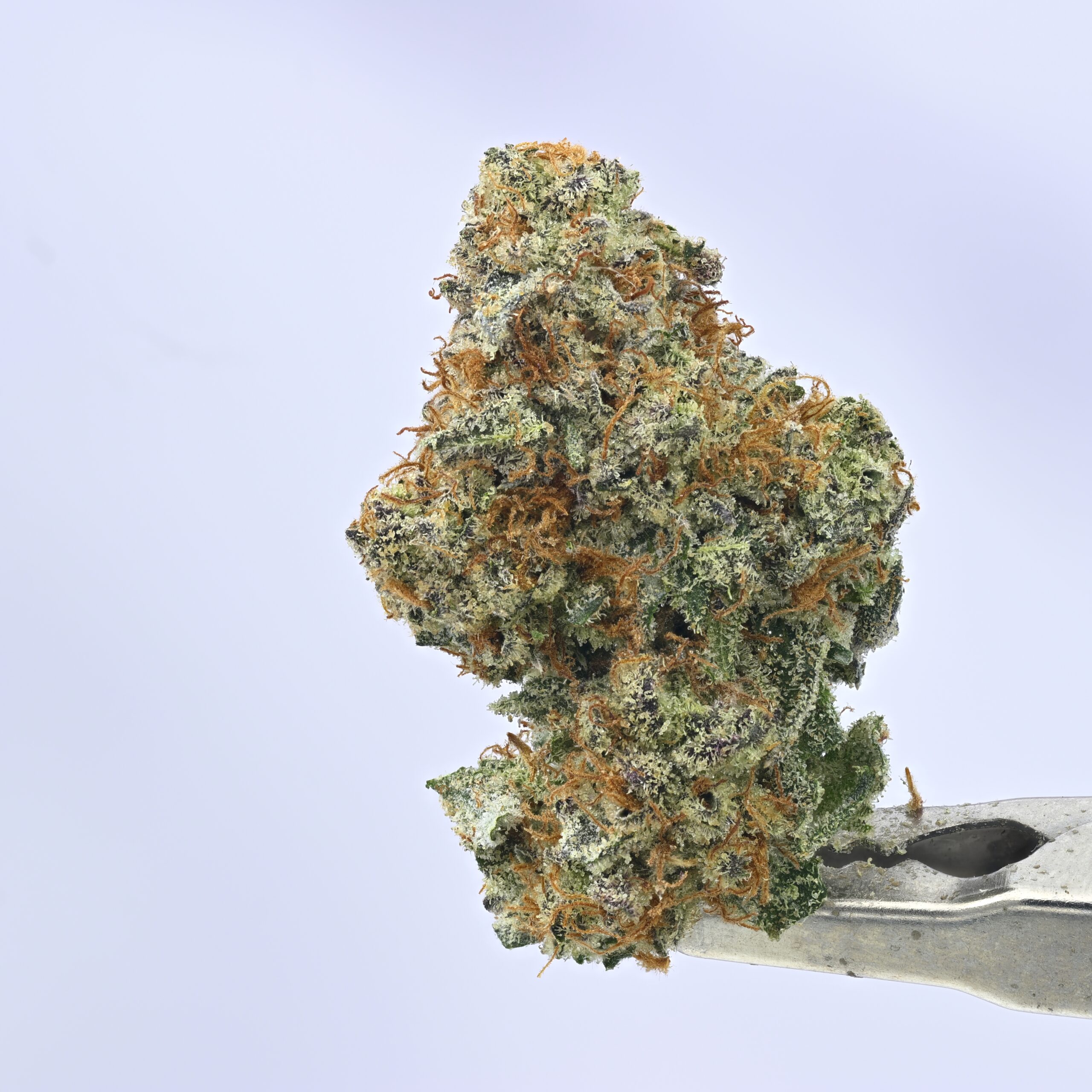 Nebula – Dosi Fog