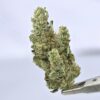GG4