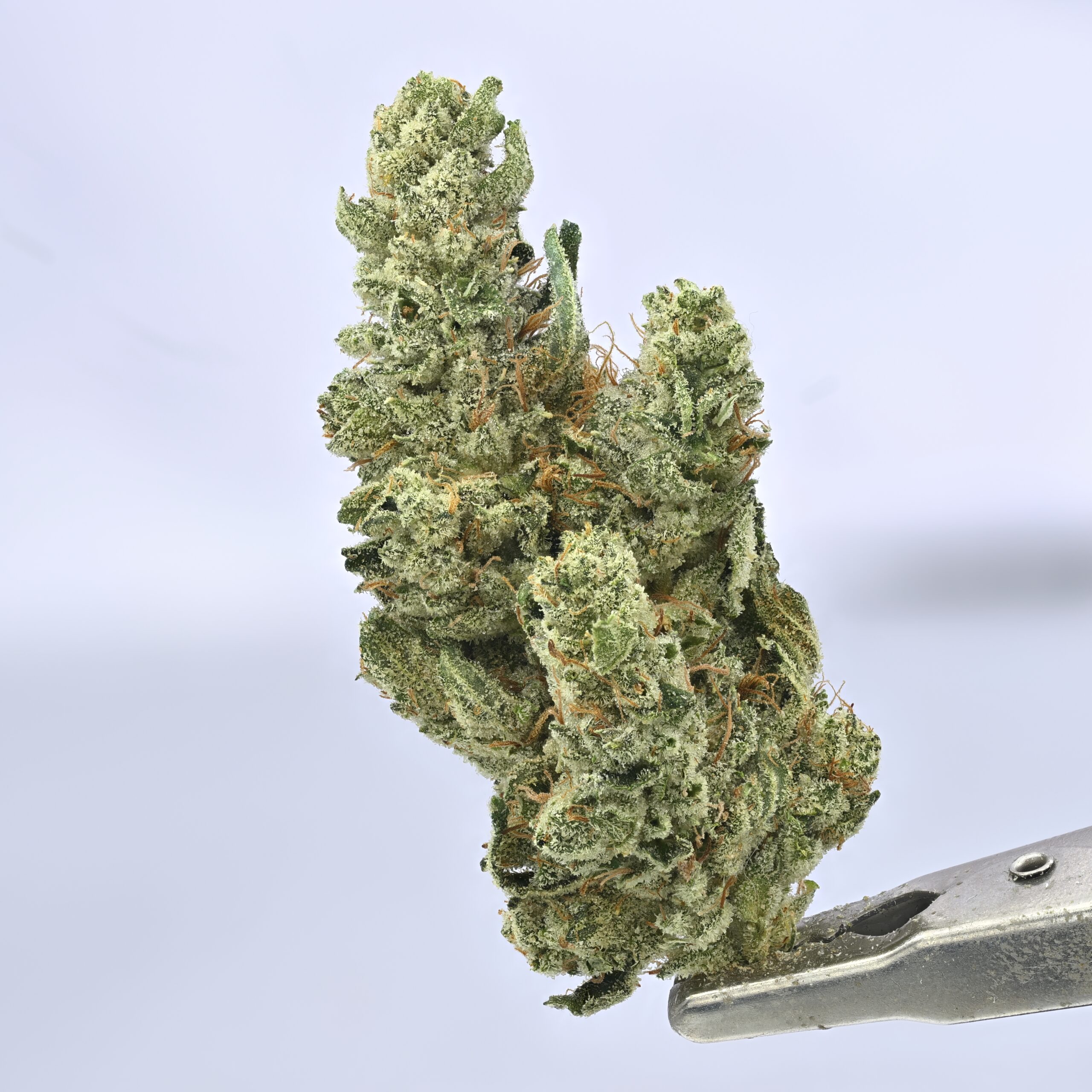 GG4