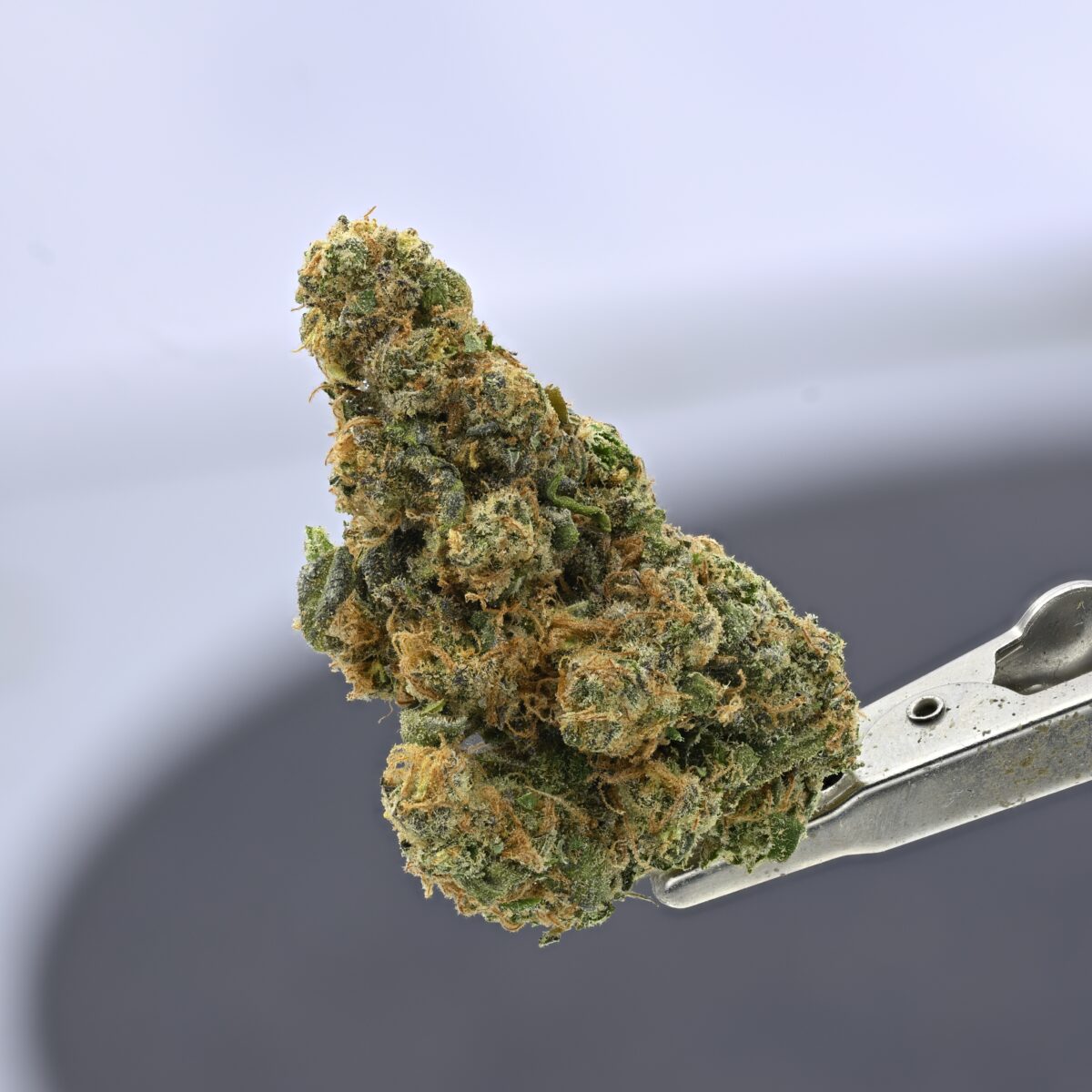 Doja- Lime sickle