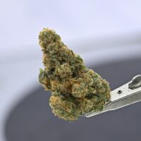Doja- Lime sickle