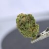 Doja- Lime sickle