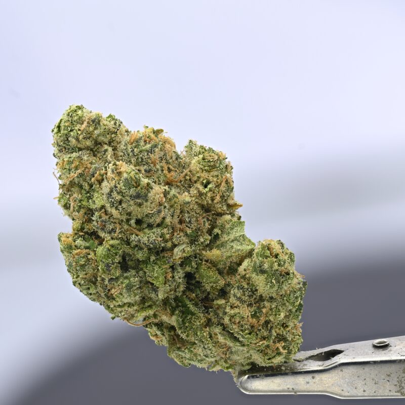 Seed Junky – Malibu x Lemon Z