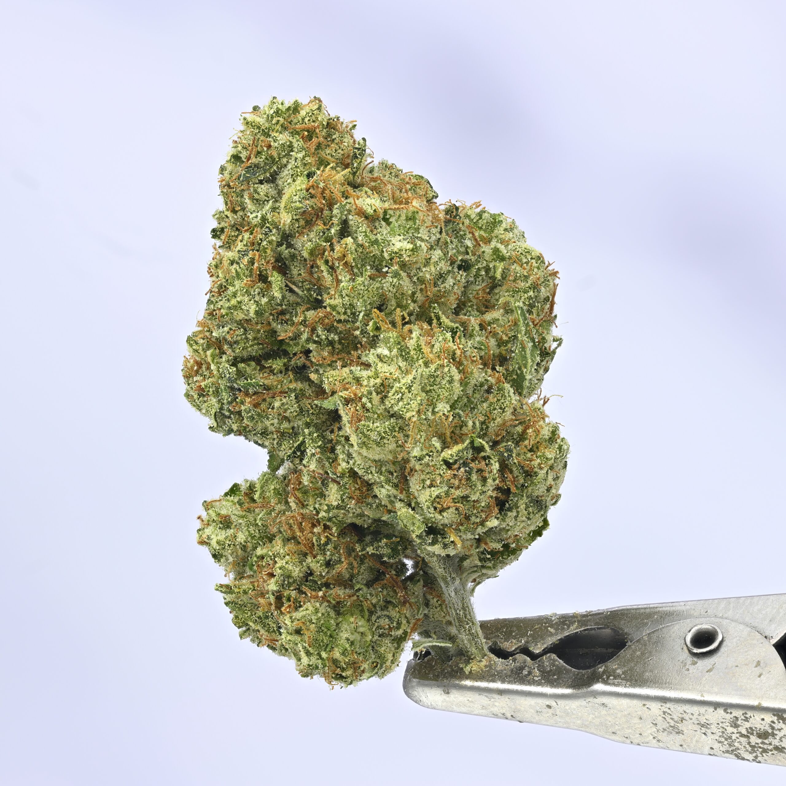 OG by Blueprint