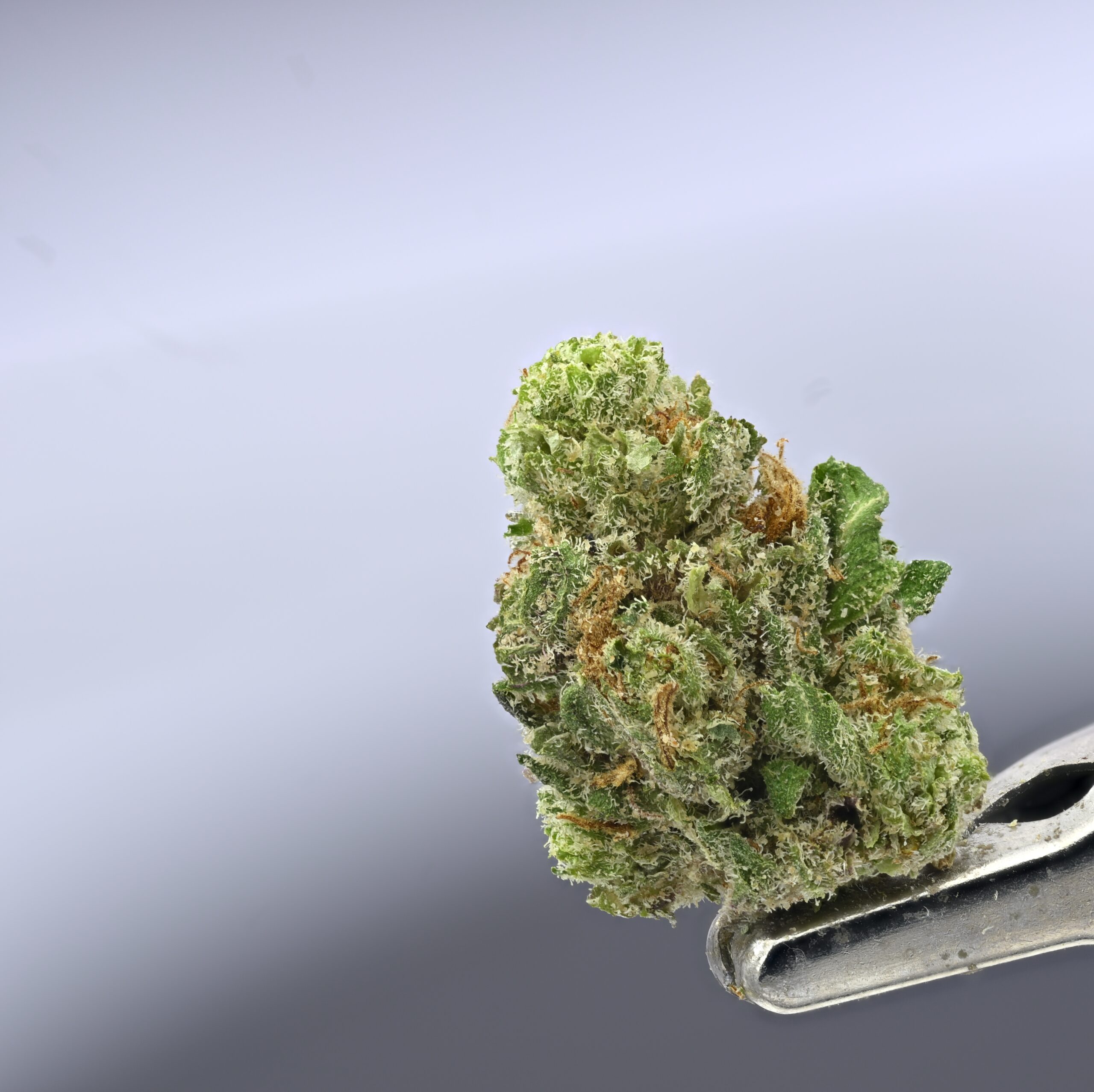 Seed Junky – Sherb x Malibu x Zkittlez Smalls