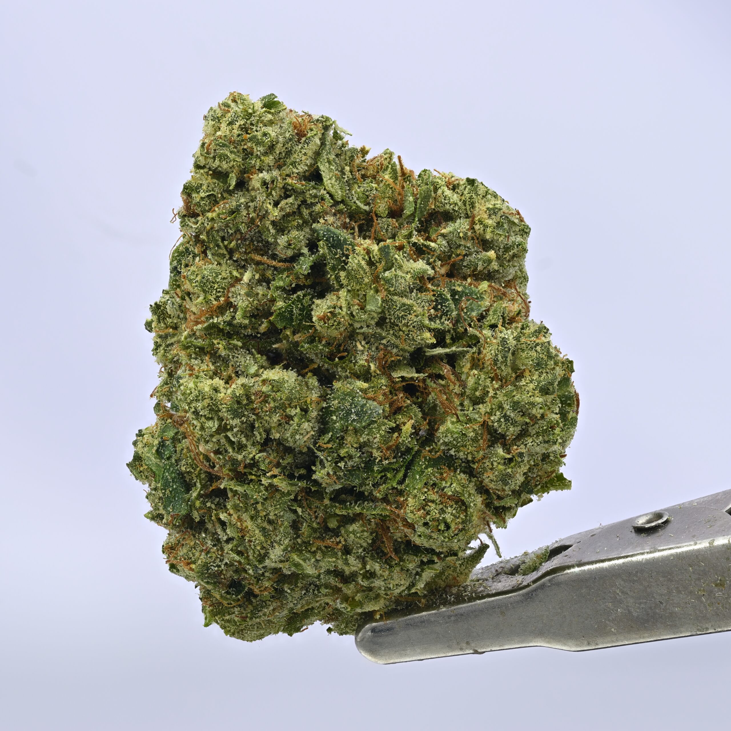 Yacht Club loose: Skywalker OG