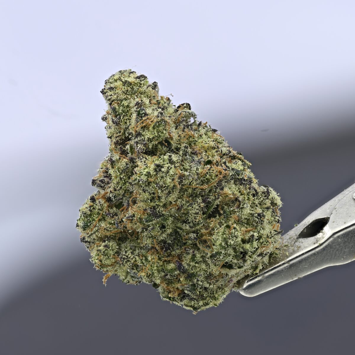 Sour Blueberries