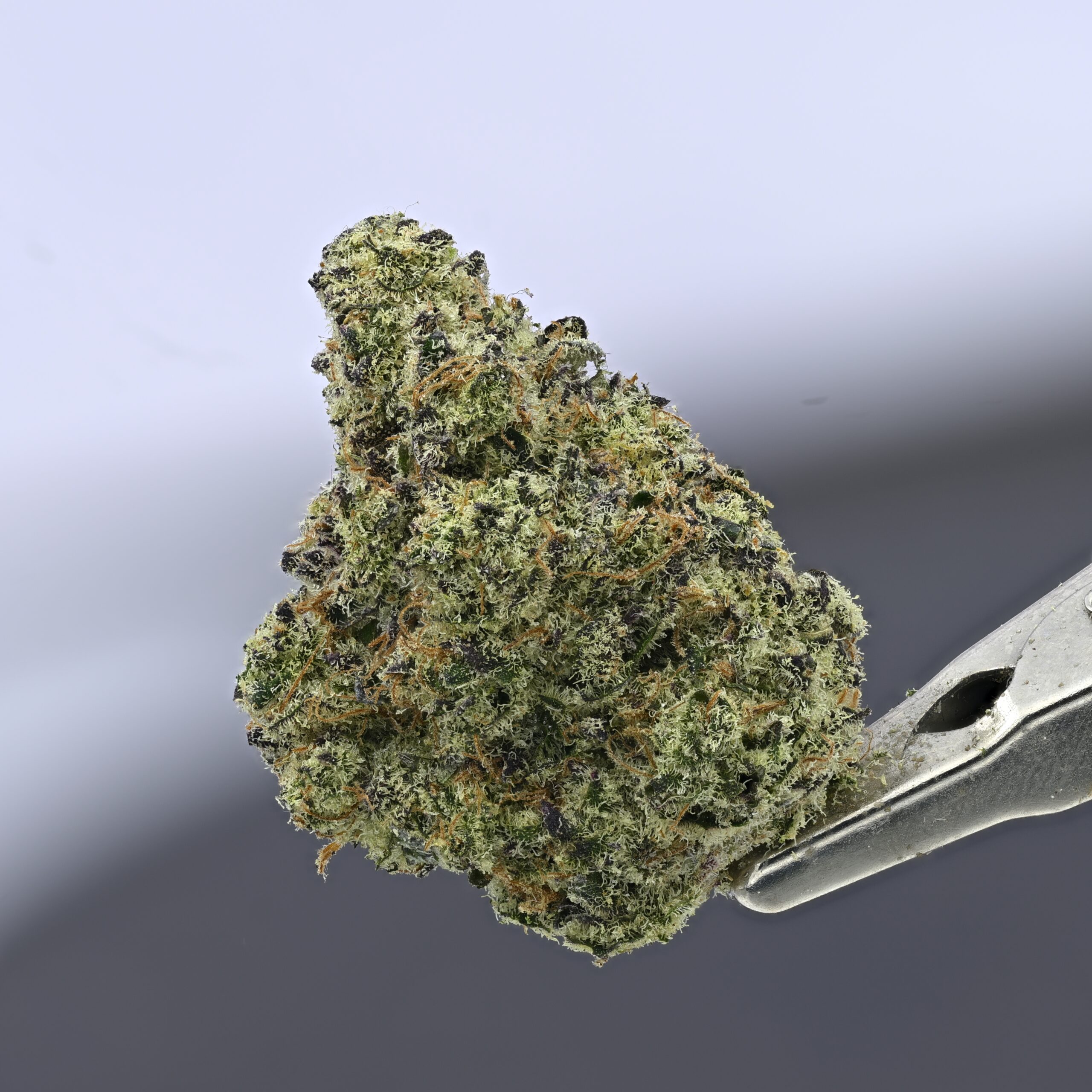 Sour Blueberries