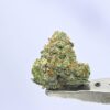 Nebula – Sour Watermelon Z