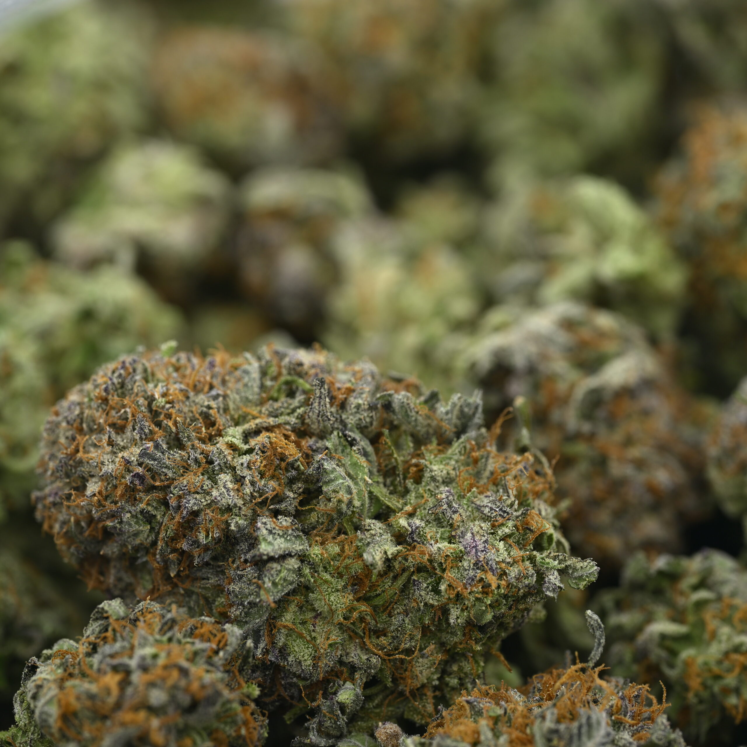 Purple Bubba Kush