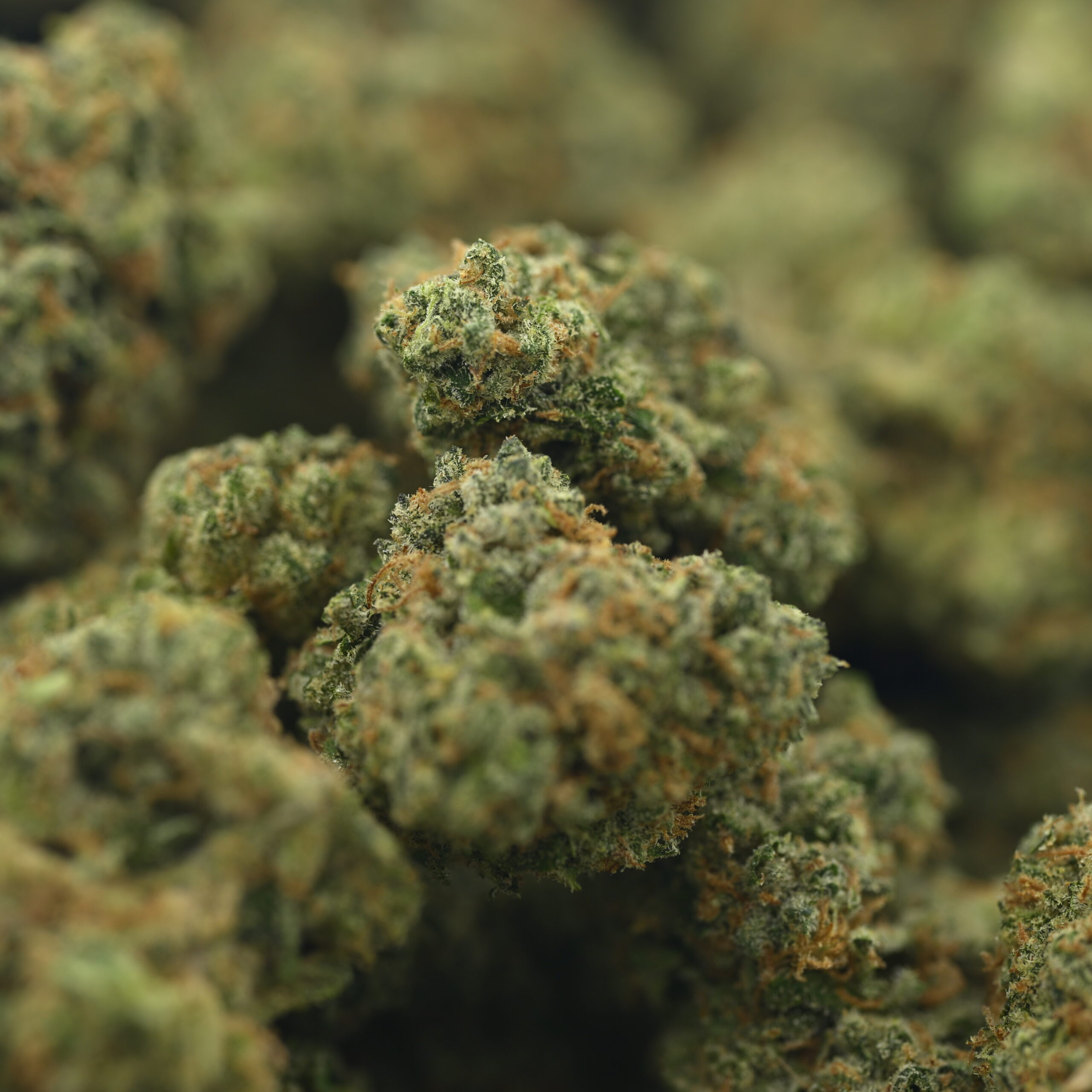 Preferred Gardens Durban Poison