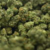 Preferred Gardens - Gushers Smalls