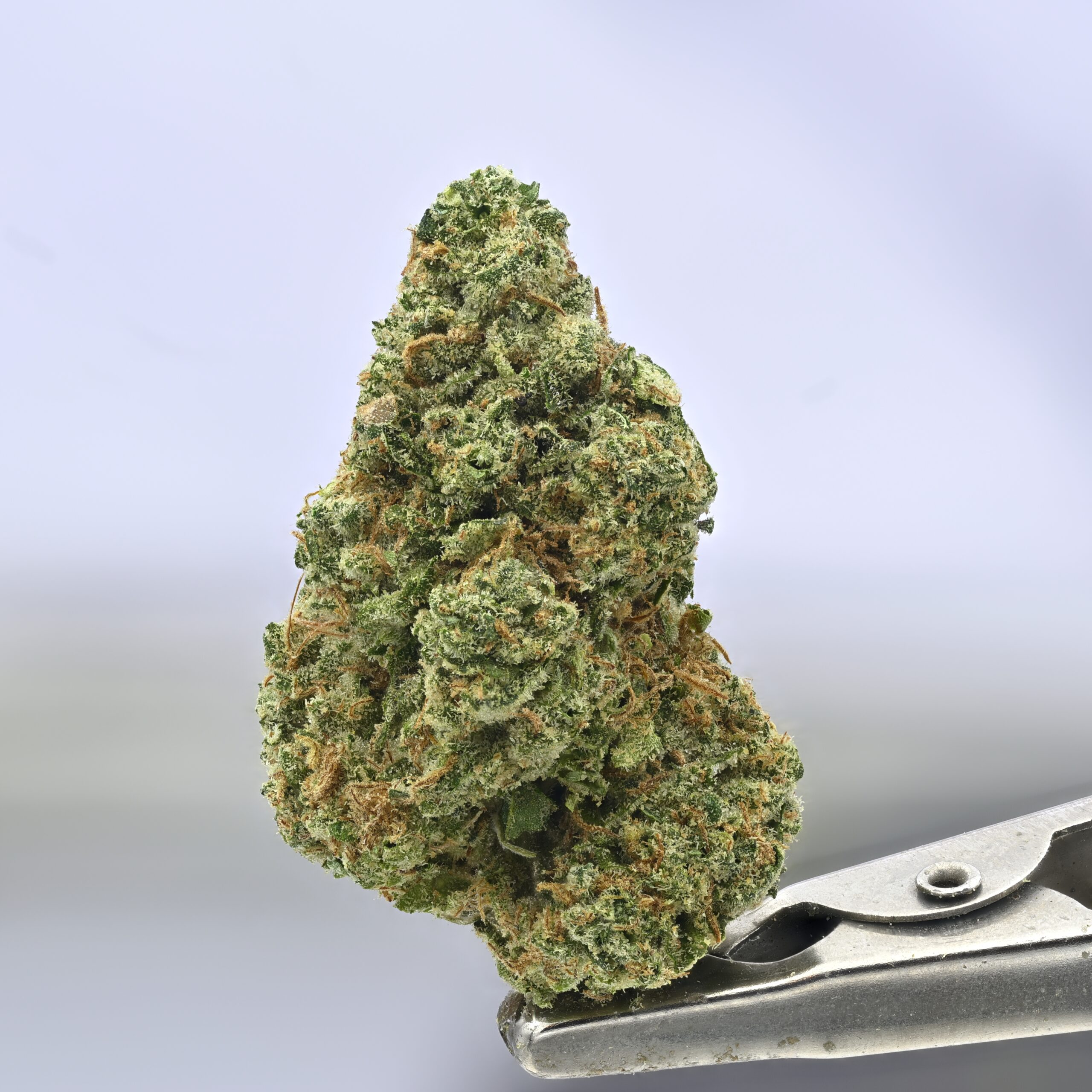 Preferred Gardens Durban Poison