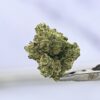 Seed Junky LCG BX1