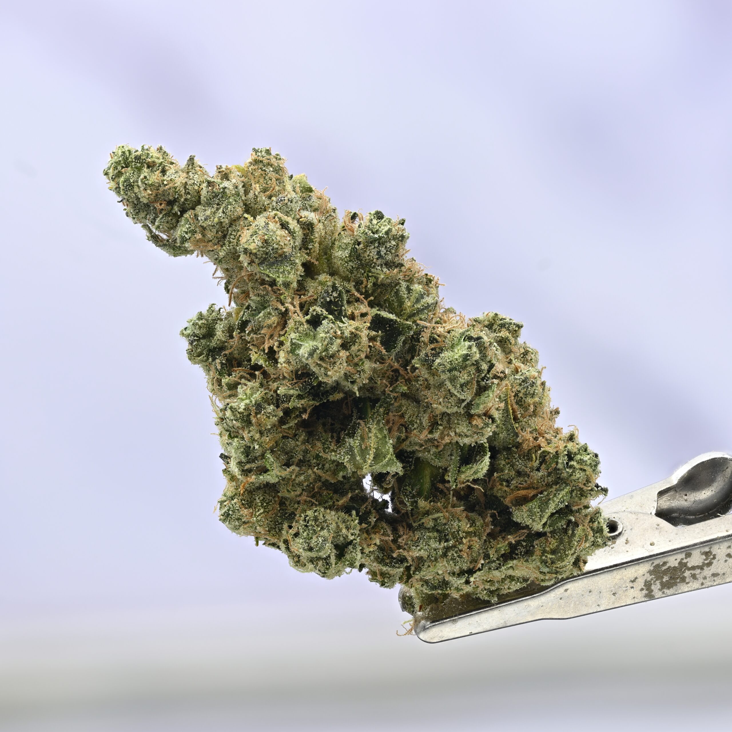 Mule Fuel
