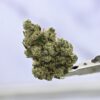 Mule Fuel