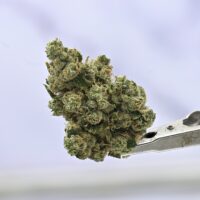 Mule Fuel