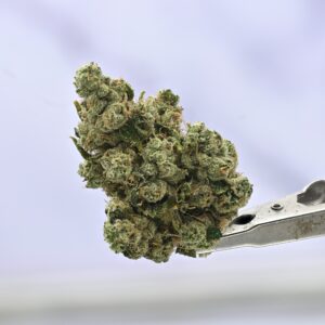 Mule Fuel
