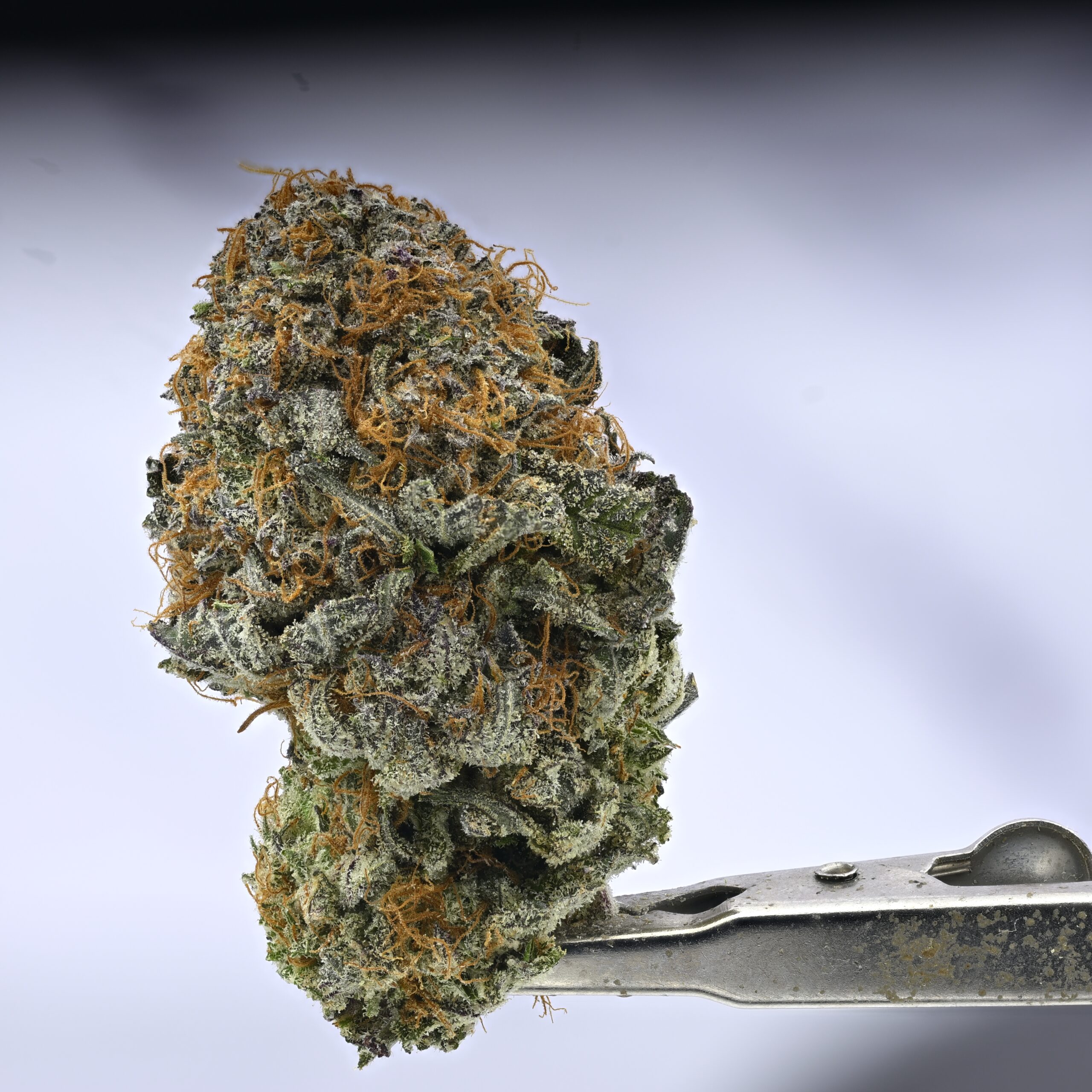 Purple Bubba Kush