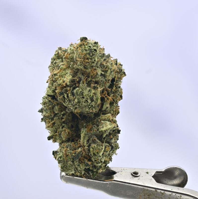 Nebula Gardenz Sherbanger 22