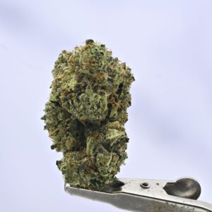Nebula Gardenz Sherbanger 22