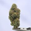 Nebula Gardenz Sherbanger 22