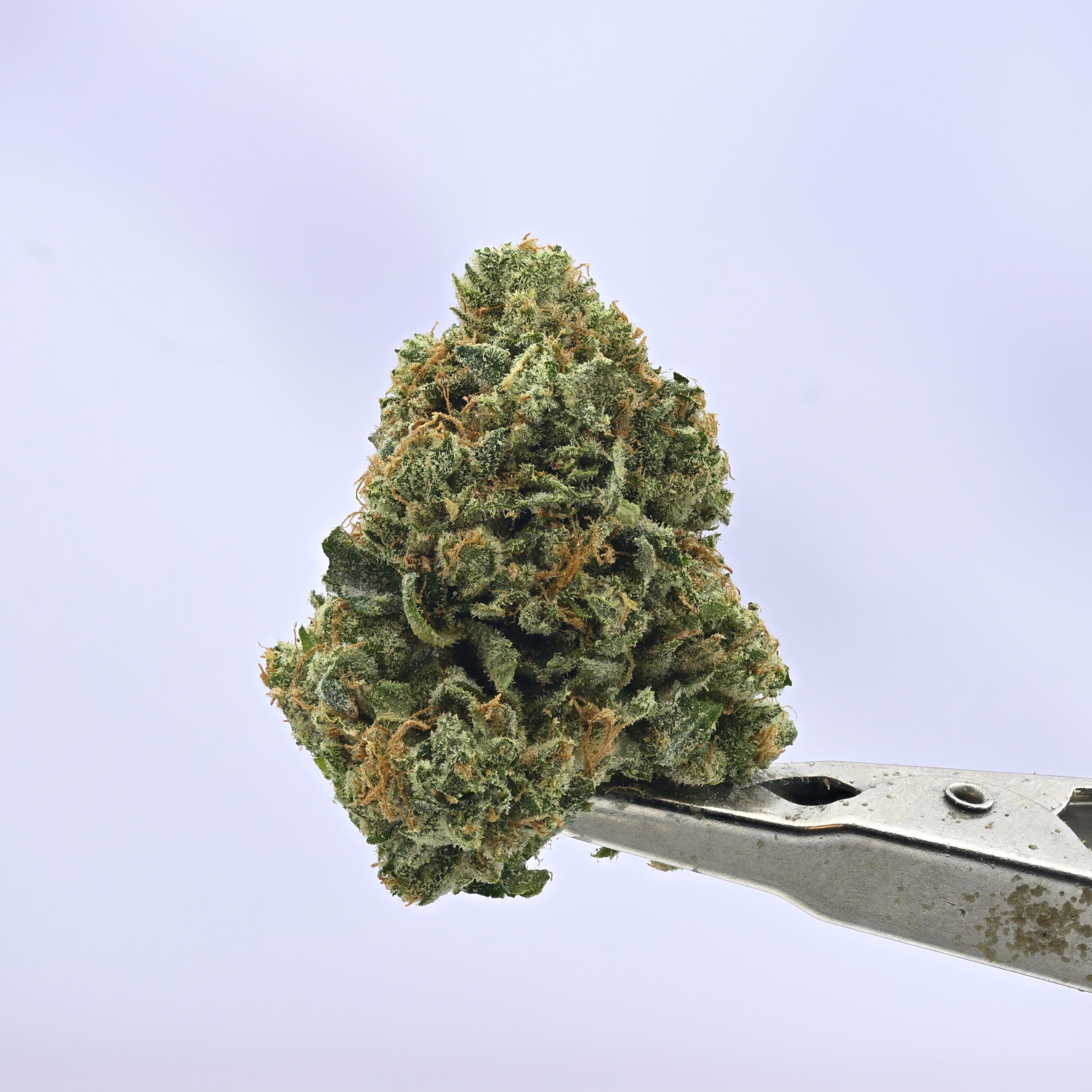 Nebula Gardenz Skywalker x Zkiki