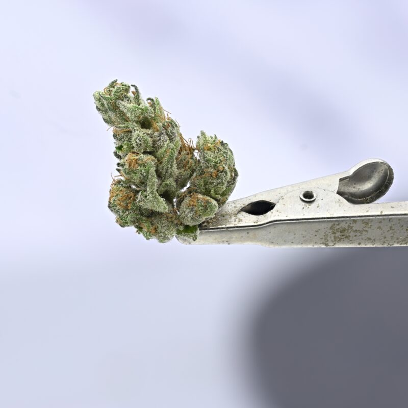 Teds Buds Smalls – Uncrustablez