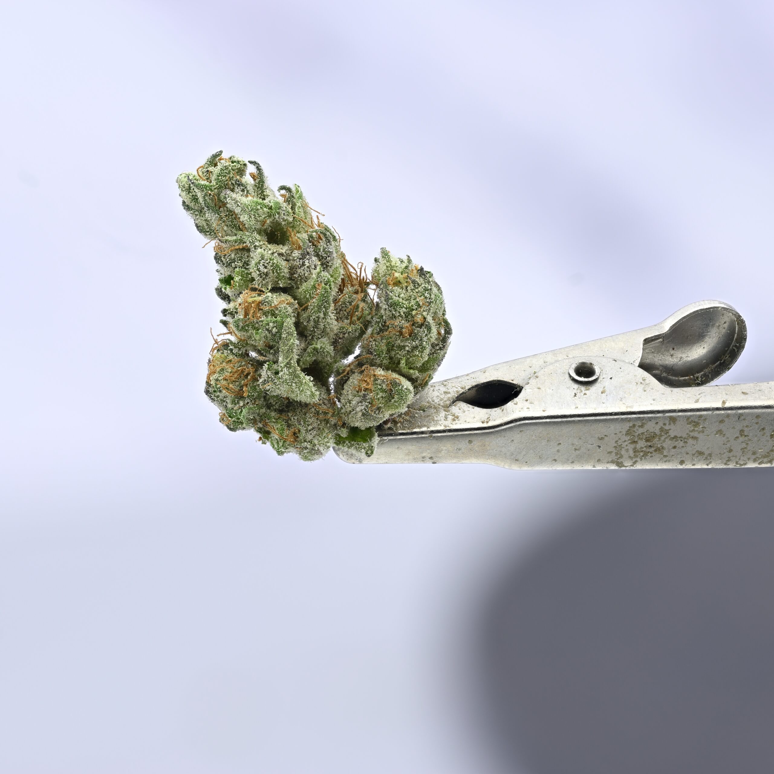 Teds Buds Smalls – Uncrustablez
