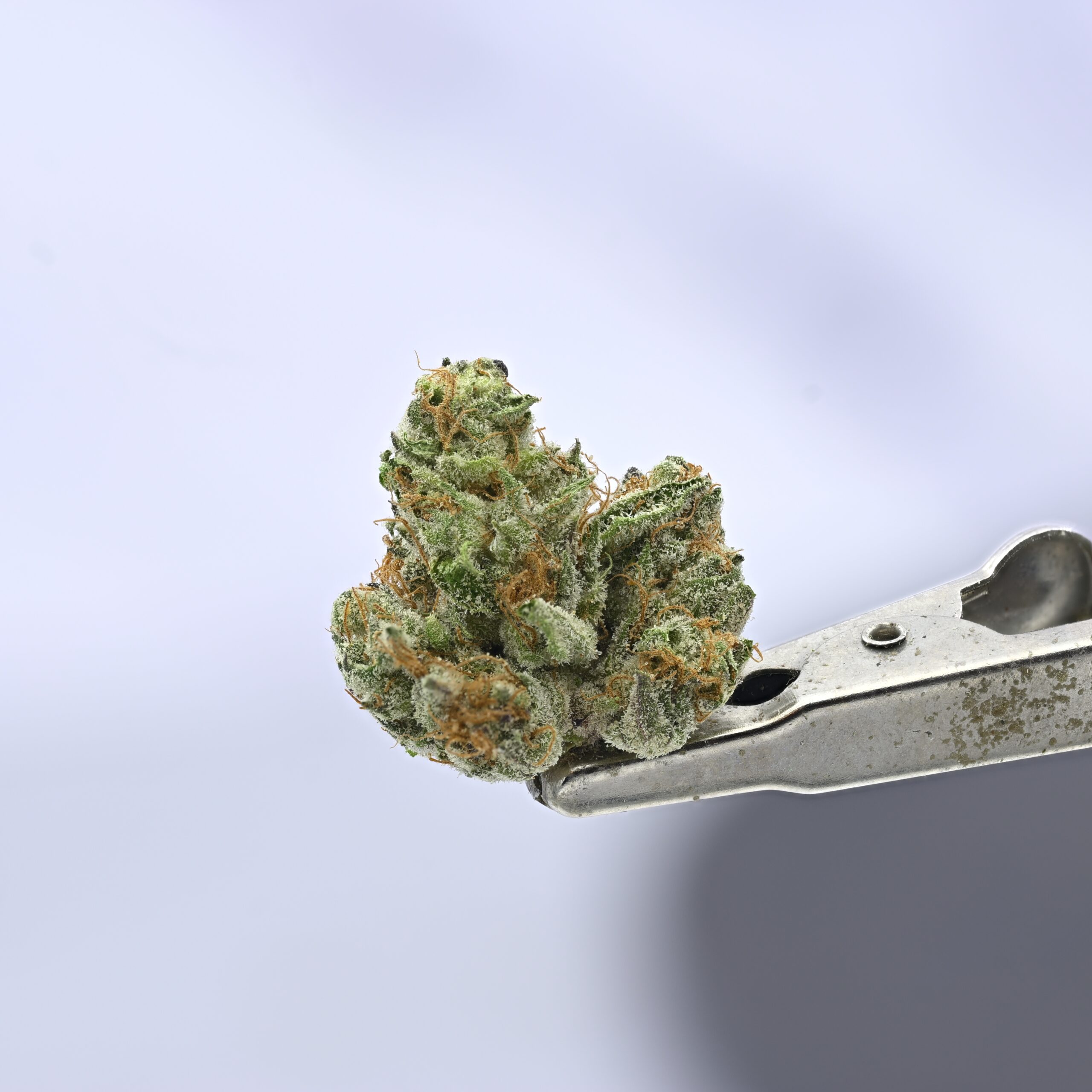 Teds Buds Smalls – Uncrustablez