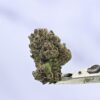 Seed Junky Zkittlez x Marker x Animal