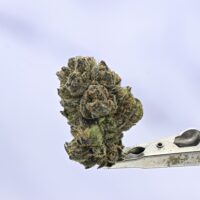 Seed Junky Zkittlez x Marker x Animal