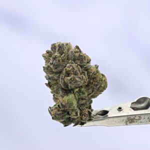 Seed Junky Zkittlez x Marker x Animal