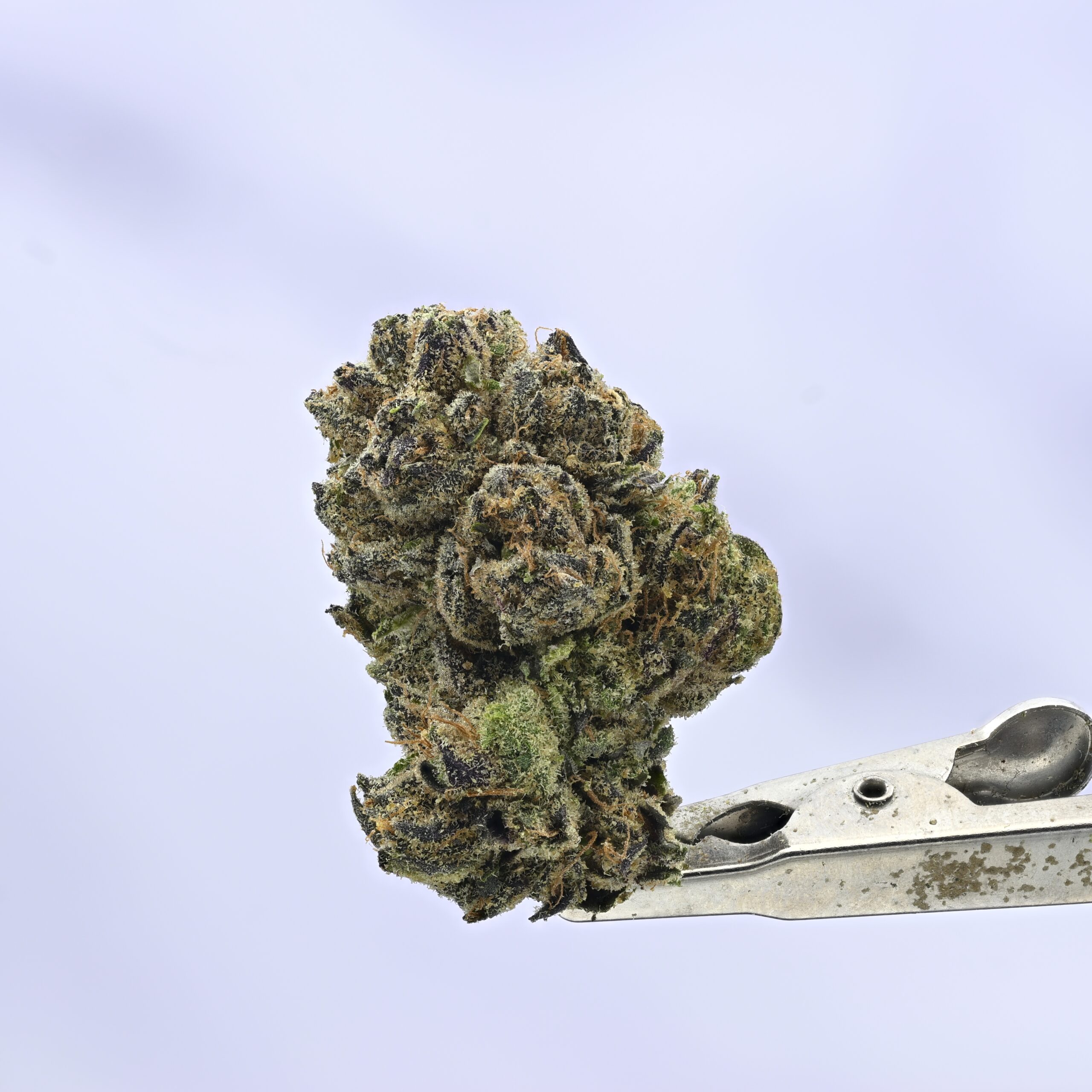 Seed Junky Zkittlez x Marker x Animal
